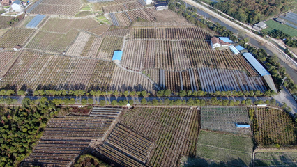 4K航拍農(nóng)產(chǎn)品種植基地