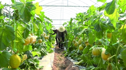 細(xì)分至28級(jí)的云南石榴背后,是精準(zhǔn)援滇“上海答卷”