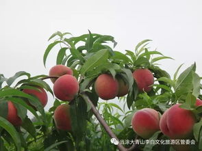 全省水果 打擂臺(tái) 馬鞍山市黃桃奪魁