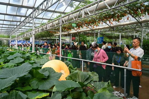 第二十六屆中國(guó) 壽光 國(guó)際蔬菜科技博覽會(huì)開幕