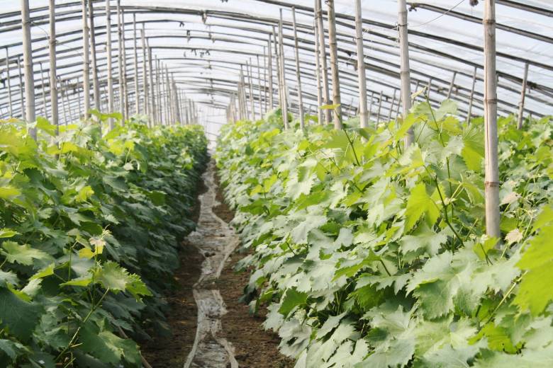 有機(jī)農(nóng)產(chǎn)品的相關(guān)信息_