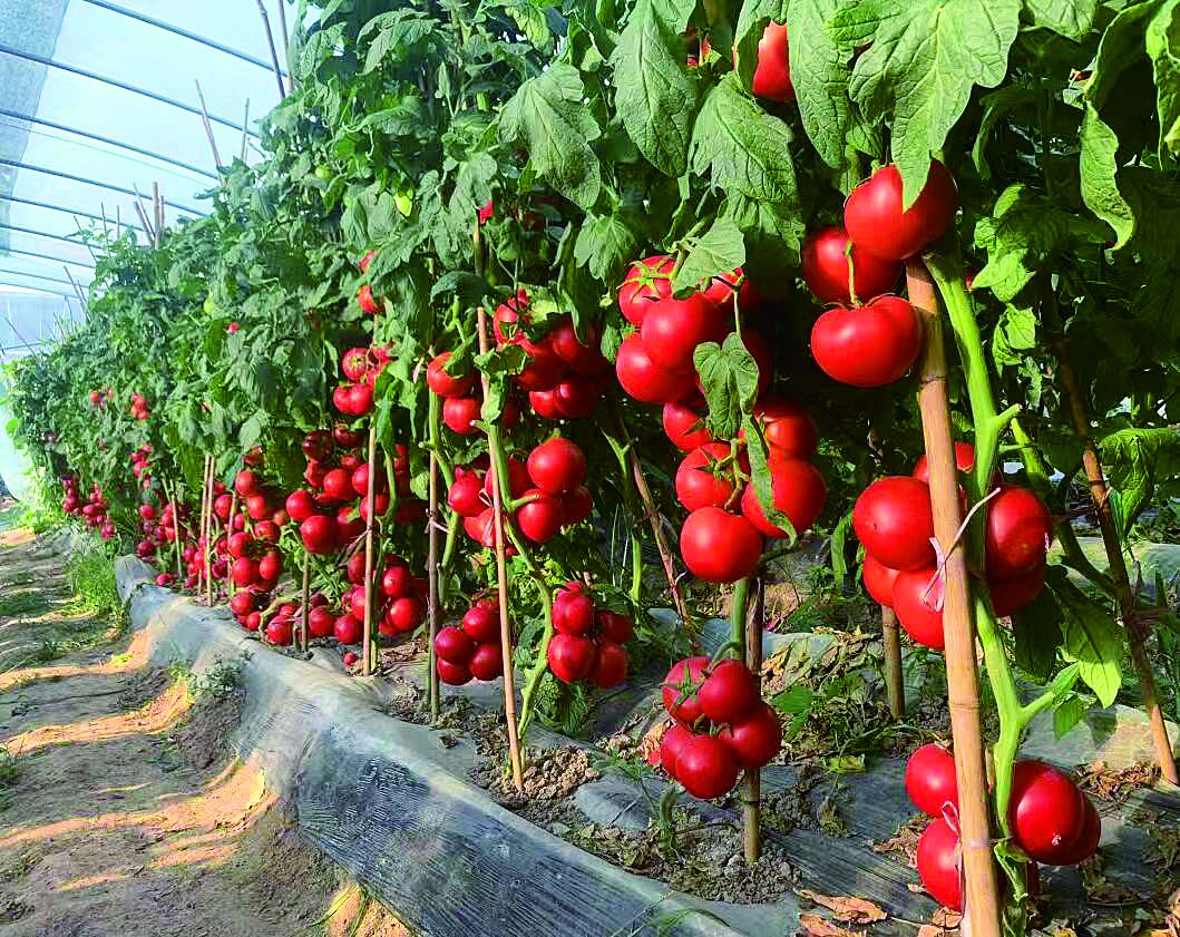 省級(jí)長(zhǎng)三角綠色農(nóng)產(chǎn)品加工供應(yīng)基地懷遠(yuǎn)縣耕龍種植專業(yè)合作社里,新鮮