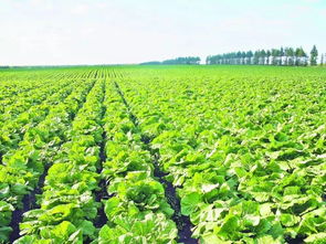 鄉(xiāng)村景觀怎樣設(shè)計(jì)才能吸引人