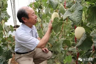 都說有機(jī)農(nóng)產(chǎn)品賣的俏,卻苦苦找尋厚皮甜瓜大棚有機(jī)生態(tài)型無土栽培技術(shù) 速戳