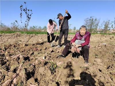 淮陽區(qū):紅薯種植拓寬致富路