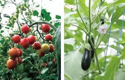 要問農(nóng)產(chǎn)品質(zhì)量安全哪家強(qiáng)?咱房山當(dāng)仁不讓!