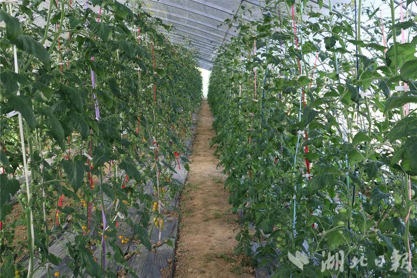 來鳳縣舊司鎮(zhèn)苦竹溪村:300畝露天有機(jī)蔬菜基地春耕正忙_種植_農(nóng)產(chǎn)品_