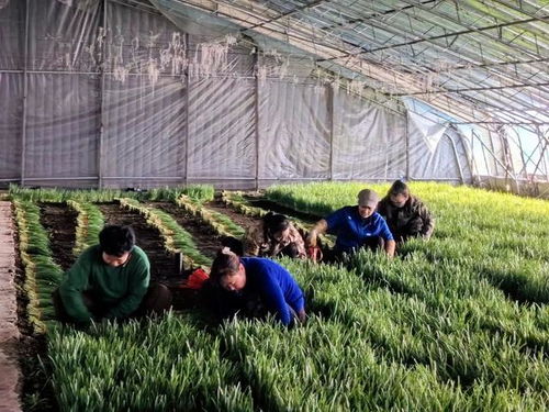 新春走基層 溫室大棚 韭 香濃 產(chǎn)業(yè)興旺促增收