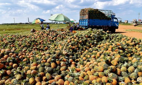 做農(nóng)業(yè)掙錢不容易,但賠起來卻很容易 有同感的請轉(zhuǎn)起