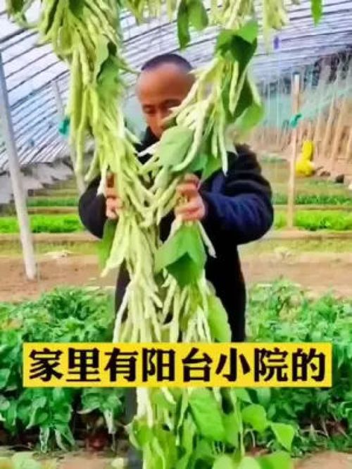 白不老蕓豆 這種豆角不但營養(yǎng)價值特別高,產(chǎn)量更是高的驚人,還特別好種植 優(yōu)質(zhì)農(nóng)產(chǎn)品 三農(nóng)