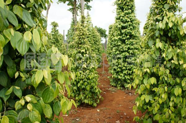 胡椒田,越南,農(nóng)產(chǎn)品