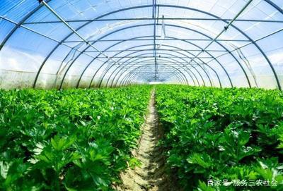 農(nóng)村夫妻種植“特色”農(nóng)產(chǎn)品:隔天采摘一次,一次賣出4000元