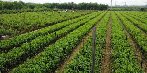 聊城高唐:固河鎮(zhèn)小小金銀花 讓群眾有錢花