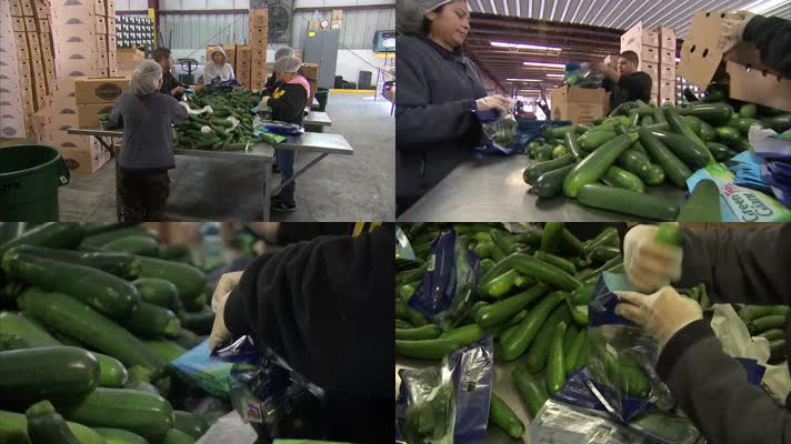 葫蘆的種植視頻素材下載,高清實(shí)拍,視頻模版