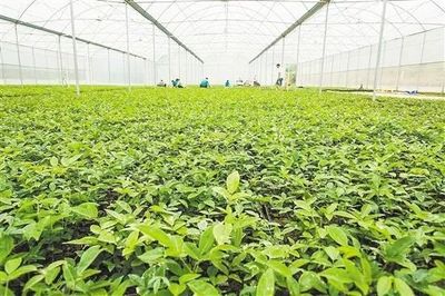 農(nóng)產(chǎn)品拍賣 | 推進(jìn)農(nóng)產(chǎn)品拍賣打造現(xiàn)代農(nóng)業(yè)轉(zhuǎn)型升級(jí)新平臺(tái)