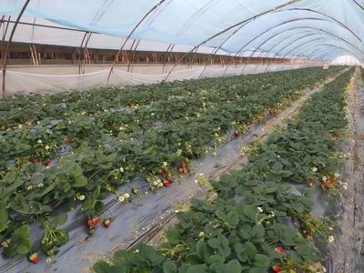 農(nóng)產(chǎn)品“滯銷”變“直銷”!漢中硬核操作解決買菜賣菜“兩頭難”