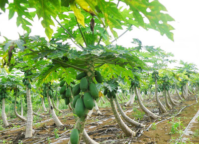 廣西是番木瓜主要種植及深加工基地