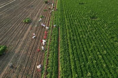 農(nóng)村種植致富之路,探索高效農(nóng)業(yè)新模式