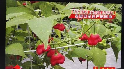 邱老漢的高山菜和綠色生態(tài)種植園