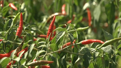 種梨種出近3億元產(chǎn)值 河南陜州區(qū)靠特色農(nóng)產(chǎn)品走出致富路