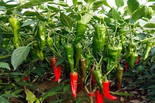 湖南特色農(nóng)產(chǎn)品“白辣椒”,到底是怎么變成白色的?