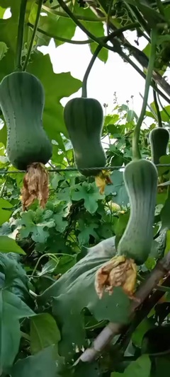 得心應(yīng)手,絕味炸雞,收徒教學(xué)