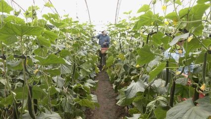 沙雅縣:蔬菜大棚綠意濃 設(shè)施農(nóng)業(yè)助增收