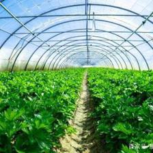 農(nóng)村夫妻種植“特色”農(nóng)產(chǎn)品:隔天采摘一次,一次賣出4000元