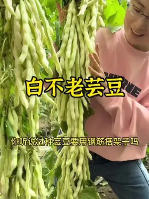 這個(gè)蕓豆你可千萬別種,我怕你吃不完 三農(nóng) 農(nóng)業(yè)種植 優(yōu)質(zhì)農(nóng)產(chǎn)品