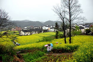 婺源油菜花