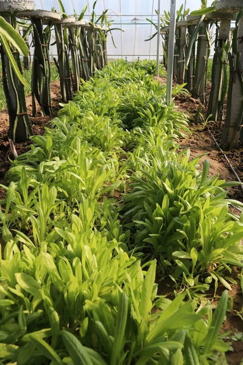 在開封希望的田野上,這里有火龍果 芒果 圣女果 琵琶 草莓 南瓜 菜花