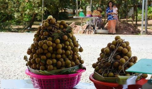 潛力巨大 柬埔寨龍眼將進(jìn)一步供應(yīng)中國市場