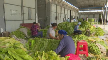 思南烤煙全面開烤 預(yù)計(jì)收購煙葉3萬擔(dān)