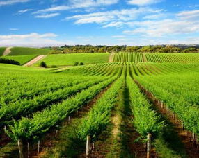 聚焦 ▎農(nóng)業(yè)種植合作社補(bǔ)貼政策有哪些