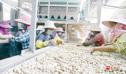 “小珍珠”花生俏銷