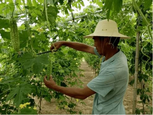 安陸市加強(qiáng)農(nóng)產(chǎn)品質(zhì)量安全日常監(jiān)測