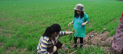 農(nóng)民種植的農(nóng)產(chǎn)品,為啥頻遭 偷菜團(tuán) 光顧,該如何預(yù)防