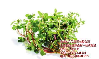 宏鴻農(nóng)產(chǎn)品集團(tuán) 圖 生鮮蔬菜配送 蔬菜配送