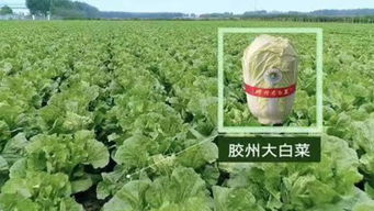 膠州大白菜 上榜中國特色農(nóng)產(chǎn)品優(yōu)勢區(qū),你吃了嗎