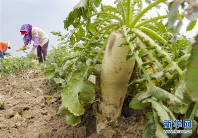 河北曹妃甸:訂單白蘿卜種植助增收