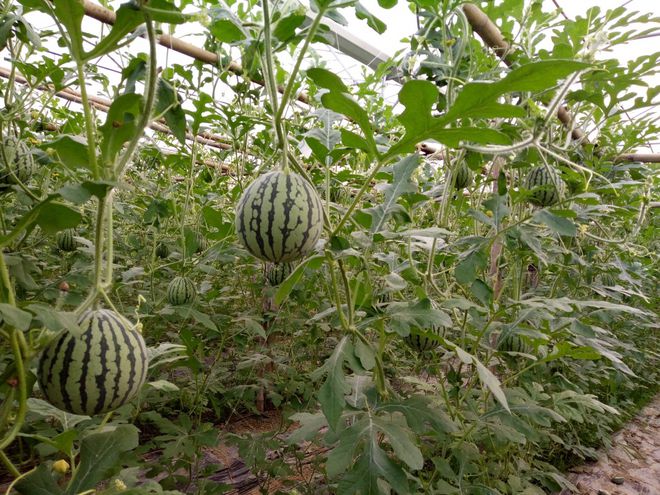 新豐這家龍頭企業:帶動四鎮四十多個自然村村民從事農產品種植