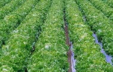 17名大學生創業種植綠色農產品,搶占大市場