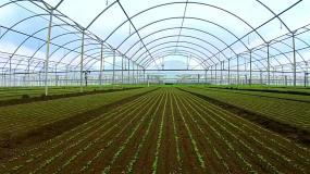 高科技農業種植農產品加工蔬菜大棚_1920X1080_高清視頻素材下載(編號:613520)_實拍視頻