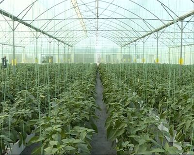 我市引進大棚種植彩椒喜獲豐收