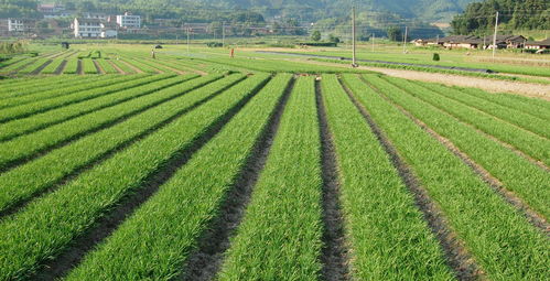 80后創業賣韭菜 一年凈利潤達百萬
