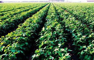 征集2018年種植業領域農業行業標準項目立項建議