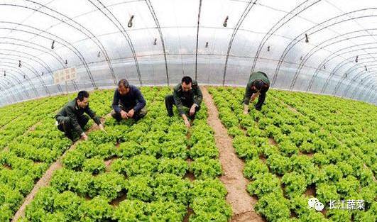 為什么中國的農業企業很難掙到錢 農產品不好賣,問題要這樣解決