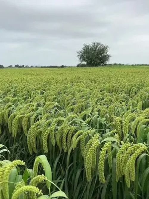 優質農產品 美食 三農種植 農村生活