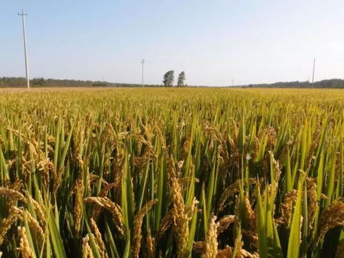 今日份的農展會,是來自高郵的各種綠色農產品,地道還實惠