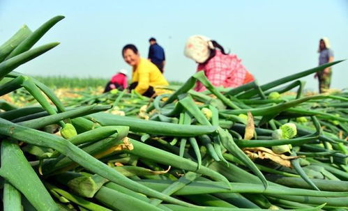 繼大蔥后,又一農產品 翻身 ,價格暴漲5倍,農民后悔沒多種